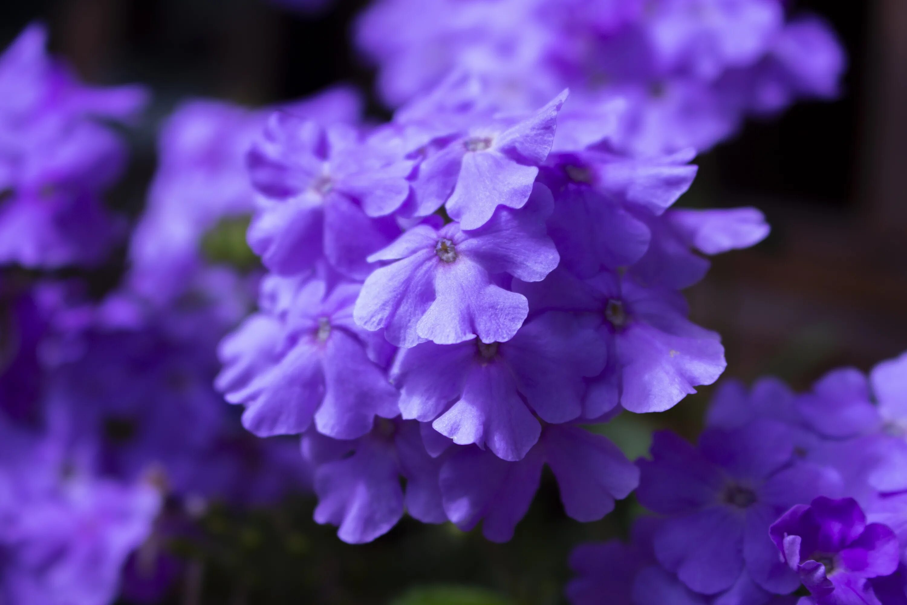 Породы фиолетовых цветов. Сиреневые цветы. Фиолетовые цветы.