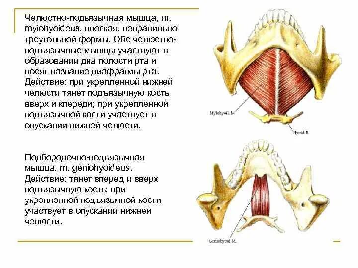 Диафрагму рта образуют. Мышцы дна нижней челюсти. мышцы участвующие в рупскании нижней челюсти. мышцы дна полости рта анатомия. мышцы диафрагмы дна полости рта.