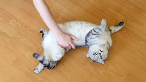 В каком возрасте у кошек начинается