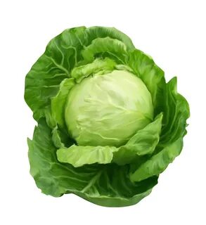 Cabbage PNG Transparent Background Images pngteam.com