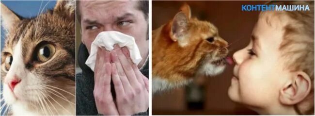Аллергия на кошек. Аллергия на котов у детей. Аллергия на кошек симптомы. Аллергия у котов симптомы.