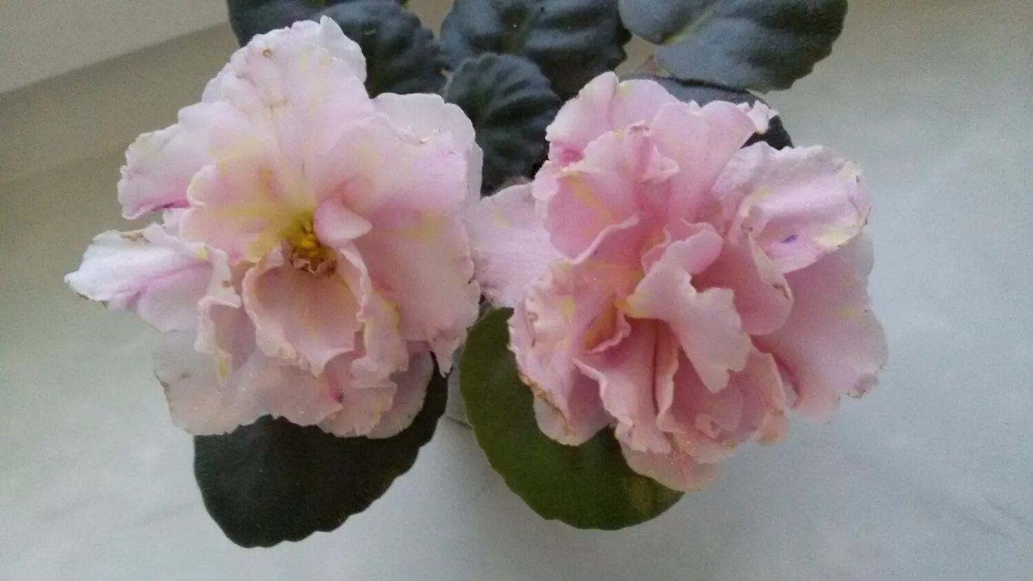 Pin by Галина Перминова on списки моих цветов Plants, Flowers, Rose