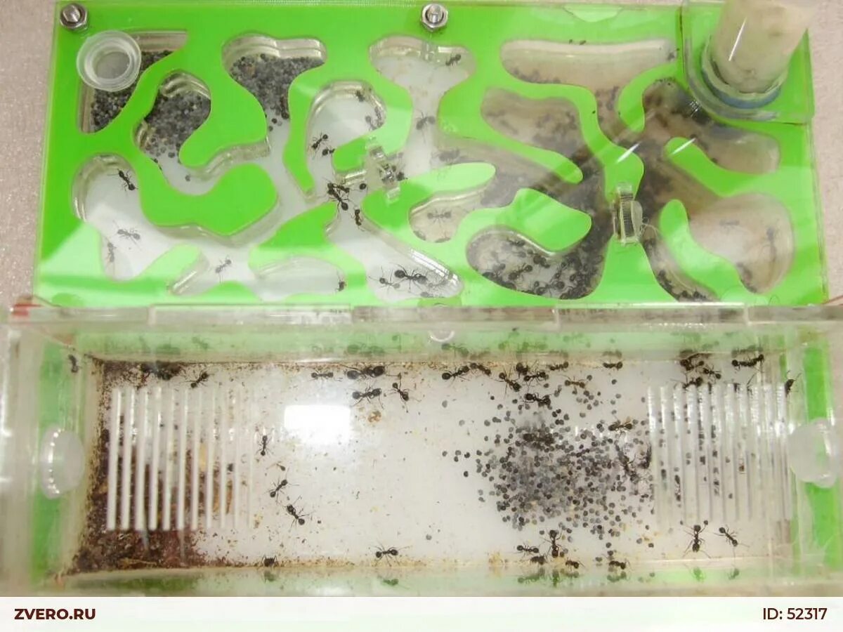 Муравьи листорезы формикарий. Клещи у messor structor. Муравьиная ферма жизнь муравьев. Ферма матки. Муравьиная ферма с муравьями жнецами.