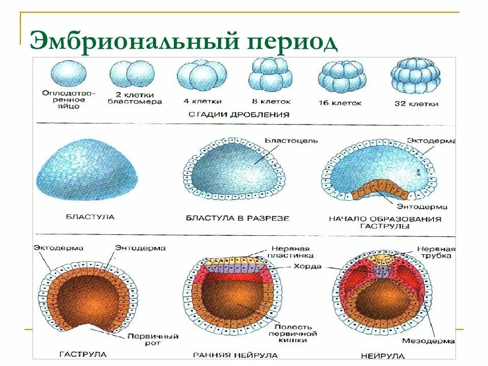 Эмбрион период. Эмбриональный период этапы схема. зигота бластула гаструла нейрула. стадии эмбрионального этапа онтогенеза. эмбриональный этап онтогенеза схема.