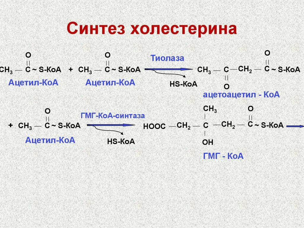 Ферменты холестерина. Эндогенный Синтез холестерина схема. Основные этапы синтеза холестерина биохимия. Синтез и распад холестерина. Синтез холестерина из Глюкозы биохимия.