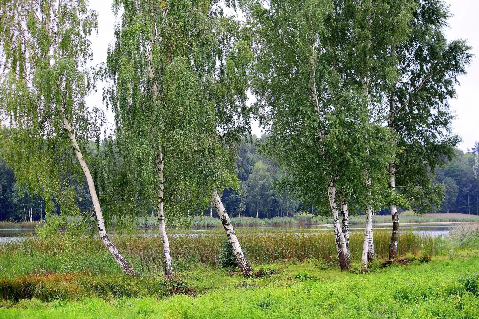 Береза бородавчатая. Березовая роща береза повислая. Береза повислая (бородавчатая). Берёза повислая у реки. Березки краснодарский край