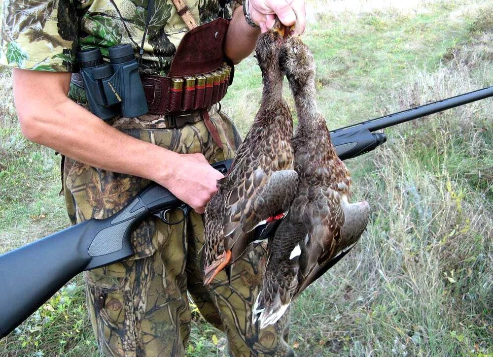 охотиться на дичь. охотиться на дичь. охота на водоплавающую дичь. охотиться на дичь. охота на водоплавающую дичь 2022.