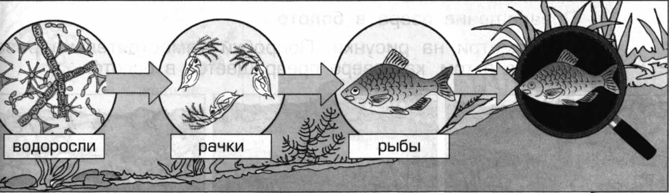 Составить цепь питания водоема 5. Схема круговорота веществ в сообществе водоема. Схема круговорота веществ в сообществе водоема рисунок. Схема круговорота веществ в сообществе водоема 3. Круговорот вещест в сообществе водоёма.