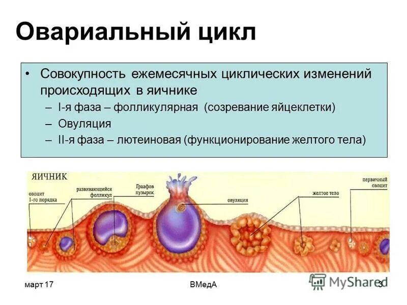 Фолликулярная фаза яичникового цикла. Созревание яйцеклетки. Менструальный цикл схема. Цикл созревания яйцеклетки. Женская овуляция происходит