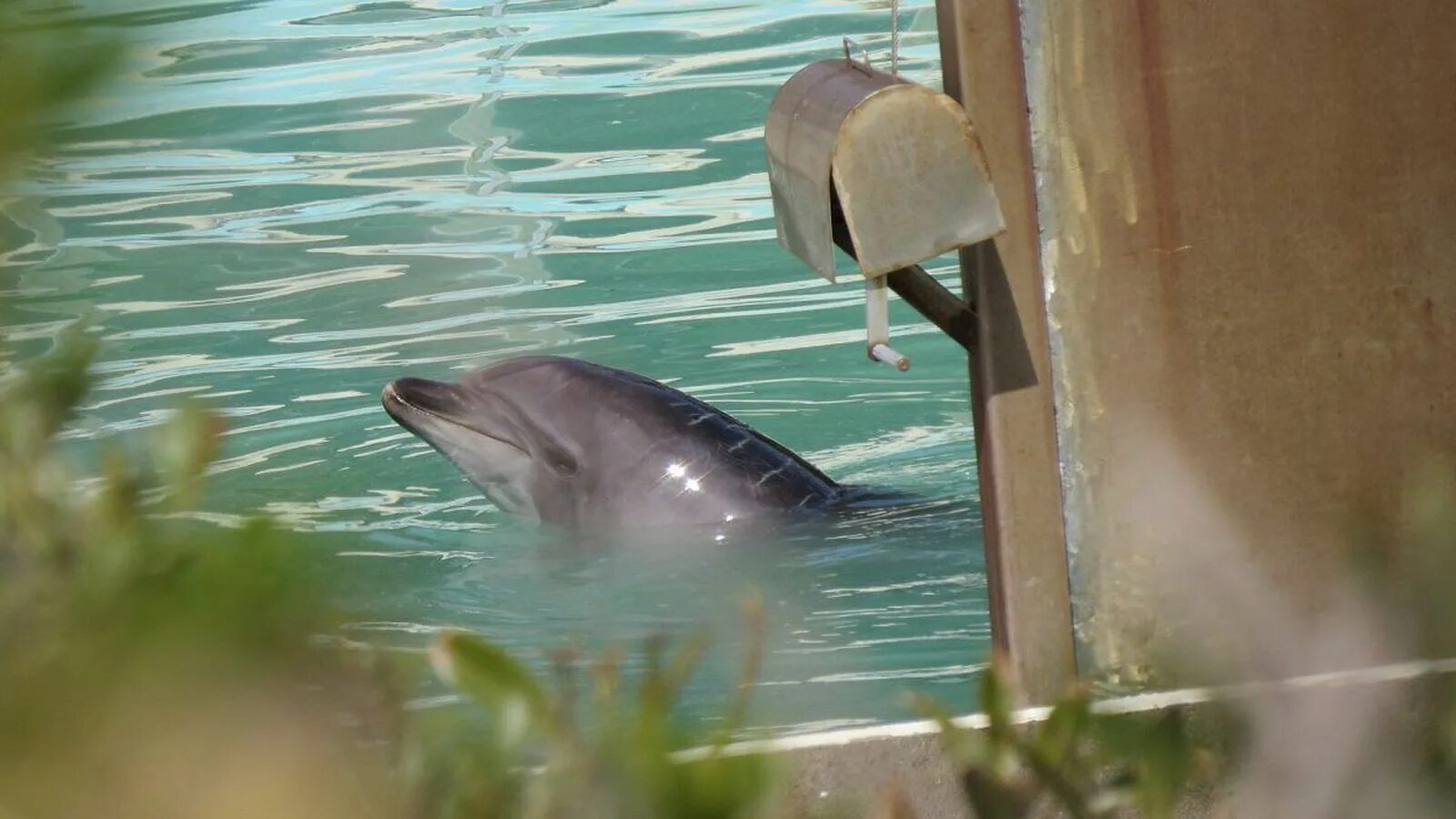 Песню умирающий дельфин. Одинокий Дельфин. Одинокие дельфины. Афалина Дельфин Япония.