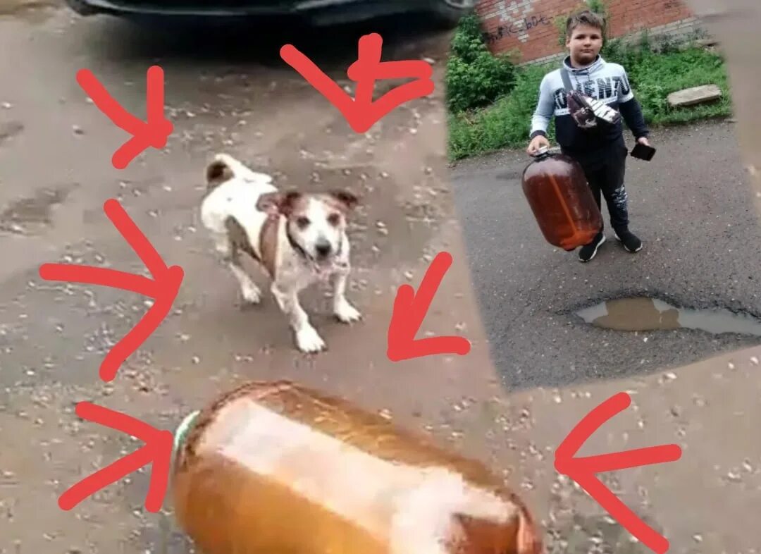 Джек рассел и кега. Собака которая взорвала бутылку. Собака и баллон. Джек рассел и кега. Джек-рассел-терьер кега.