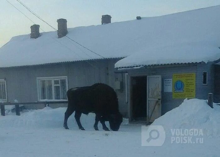 Погода бережное вологодской. Вологодская область Усть-кубинский район зубры. Село бережное Усть-кубинский район Вологодская. Зубры в Вологодской области. Зубры в Вологодской области 2021.