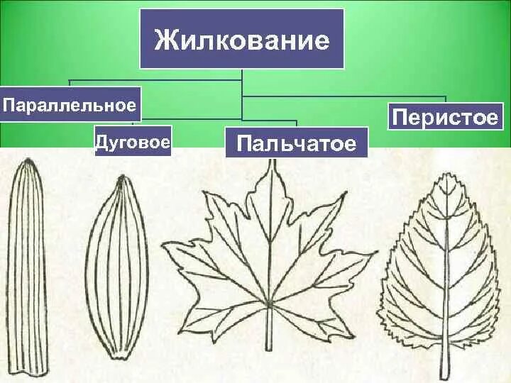 Параллельное дуговое сетчатое. Типы жилкования листьев рисунок. Дуговое жилкование листьев пальчатое. Типы жилкования схема. Типы жилкования листьев у растений.