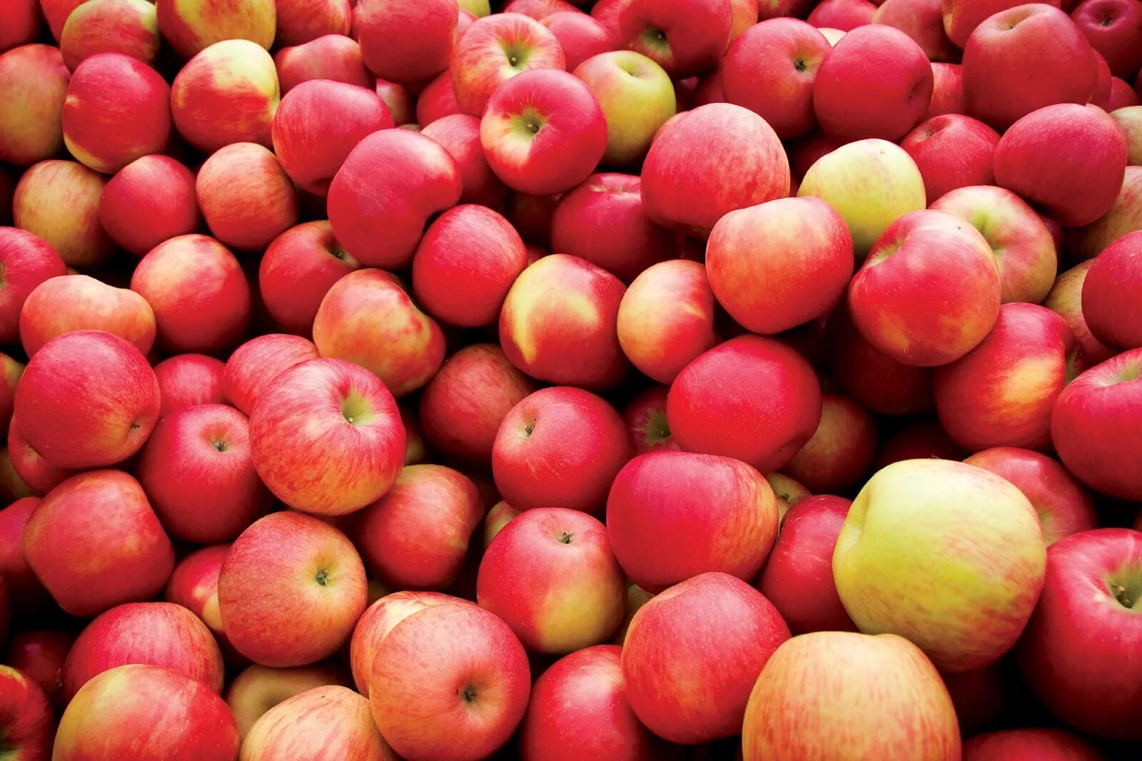Many apples