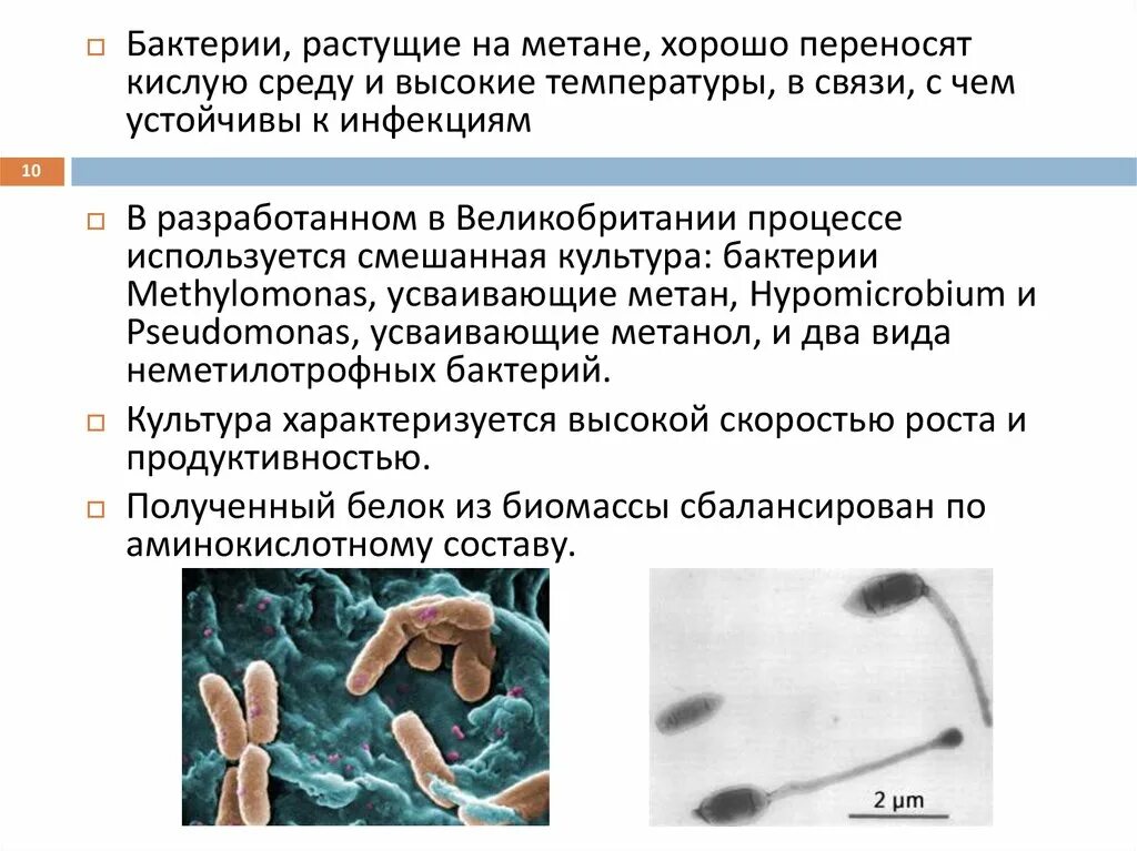 Бактерии выделяют метан. Бактерии устойчивые к высокой температуре. Температура устойчивый микроорганизм. Метан бактерия. Бактерия растет.