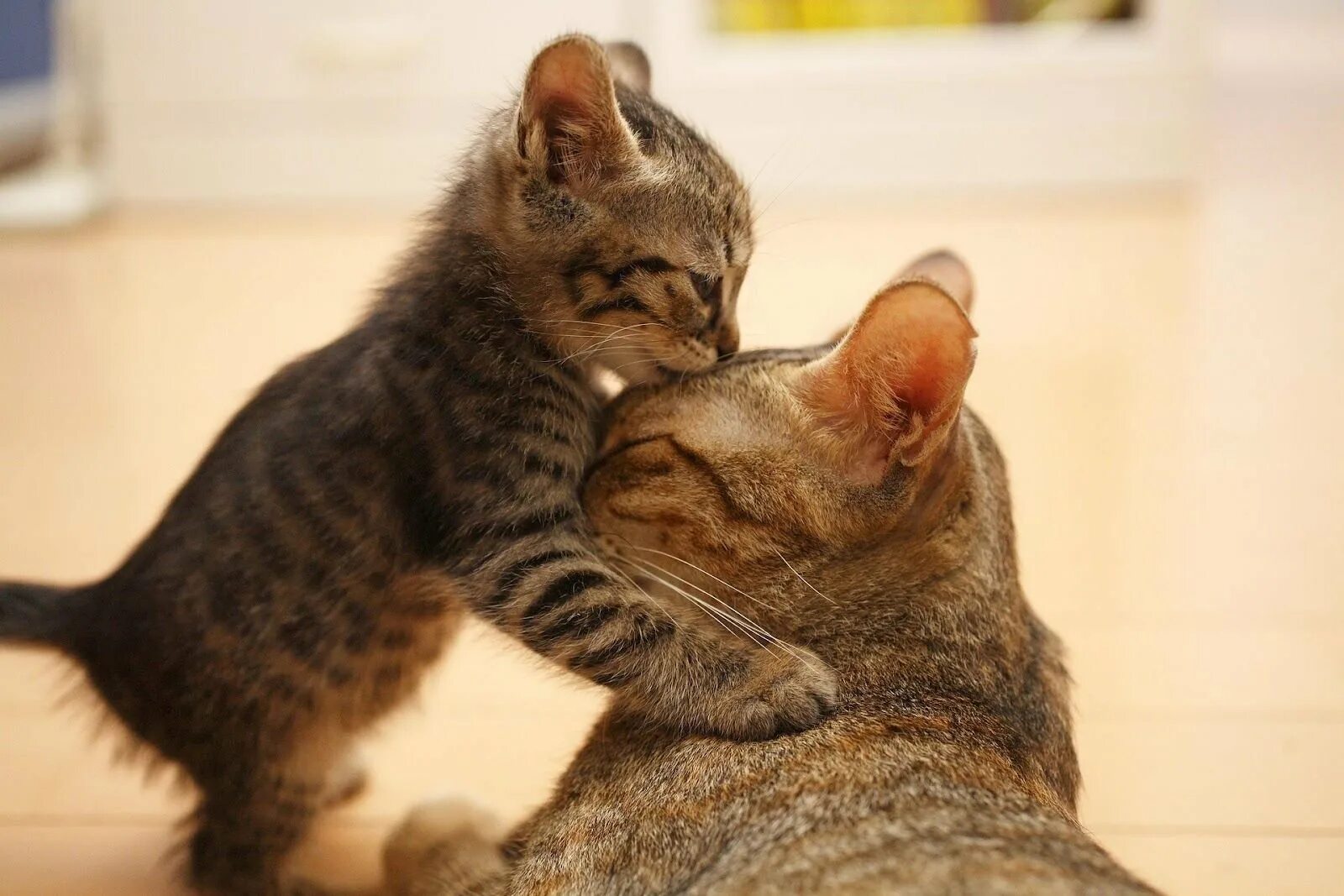 Котики обнимаются. Кошки любовь. Кошка с котятами. Котята с мамой.