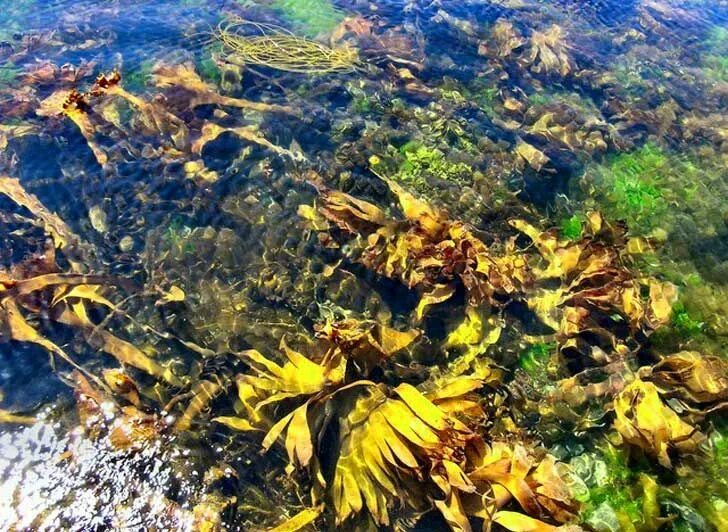 Цветущие водоросли. Водоросли комбу в воде. Icelandic Kelp Laminaria digitata инструкция.