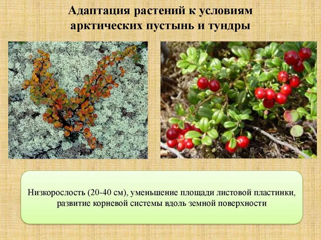 Приспособленность к условиям жизни в тундре. Адаптация растений. Растительность тундры. Растительность лесотундры. Адаптации растений в тундре.