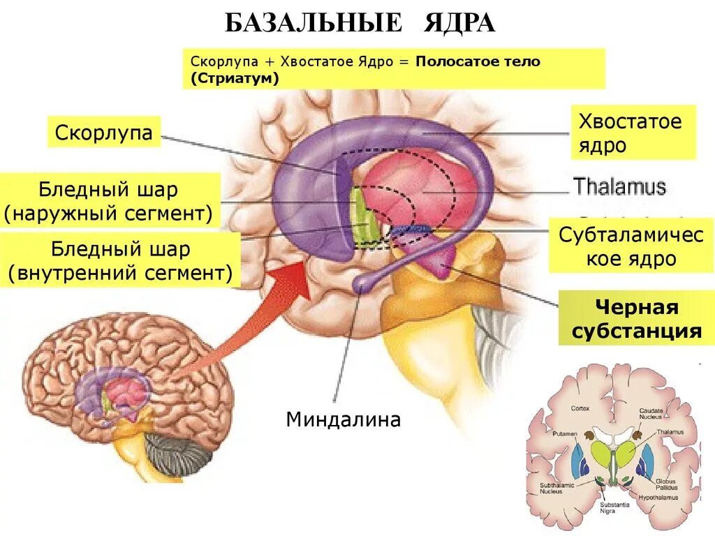Функция ядер головного мозга. Базальные ганглии и стриатум. строение мозга базальные ганглии. хвостатое ядро мозга анатомия. полосатое тело конечного мозга.