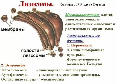 Лизосомы одномембранные или