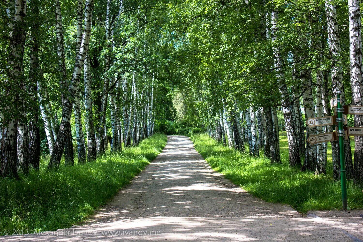 Светлояр аллея. Цпкио рюмина роща рязань. Березовая роща назарово. Роща в городе. Городская роща ефремов.