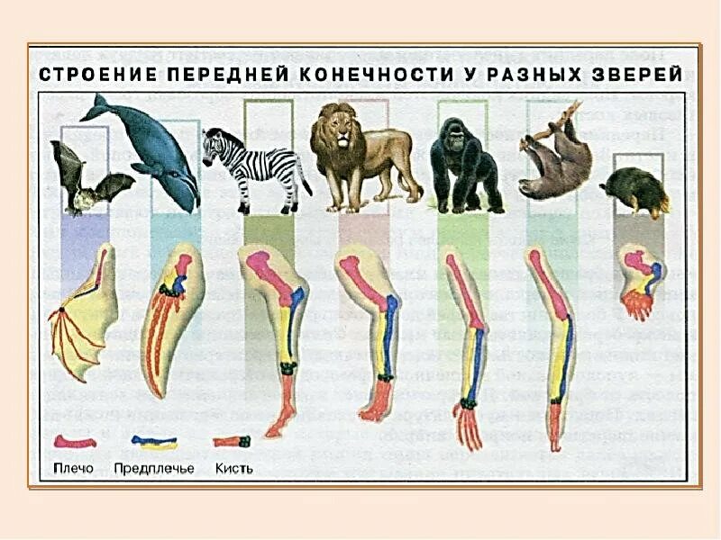 Ласты кита и роющие конечности крота. Конечности млекопитающих. Строение конечностей млекопитающих. Строение передних конечностей млекопитающих. Кости конечностей млекопитающих.