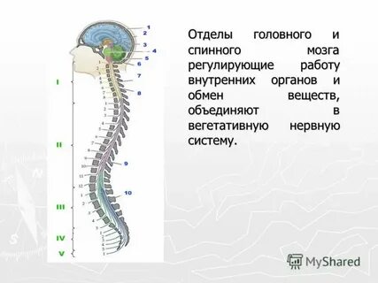 Регулирующие системы мозга