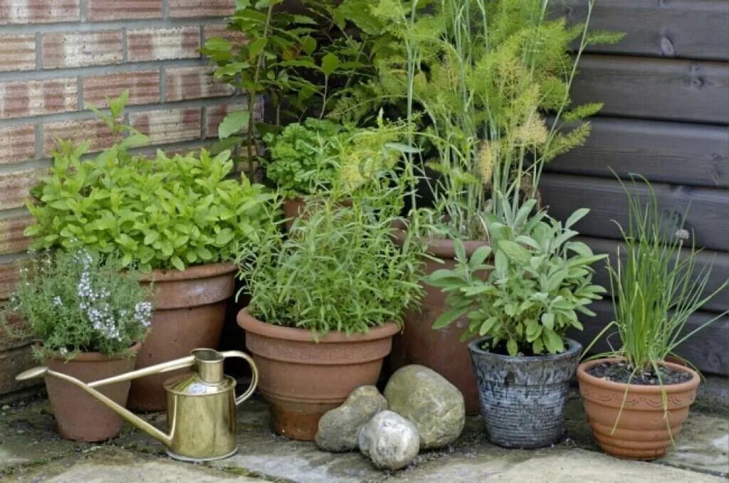 Vegetable Garden - Look At This Article On Horticulture To Become Master - Simpl