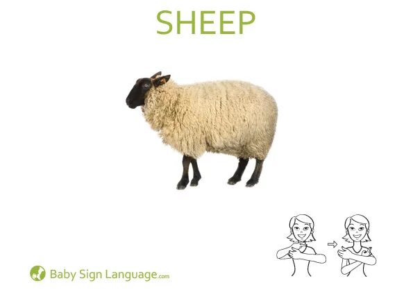 Овца на английском. Карточка овца. Овца карточки для детей. Sheep for Kids карточка. Как по английски будет овца
