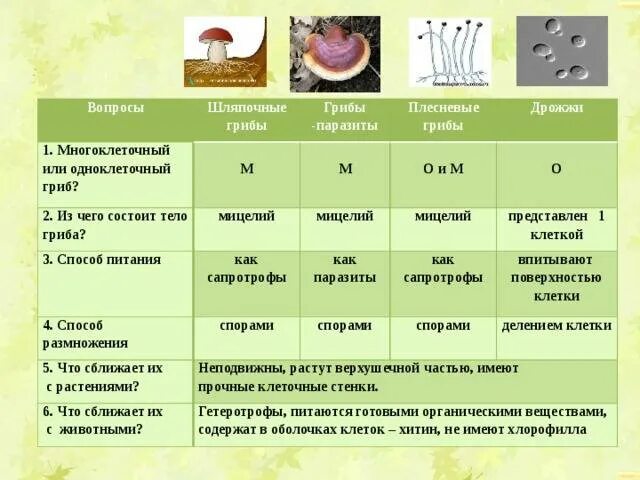 Какой тип питания характерен для шампиньона. Группы грибов Шляпочные и плесневые. Грибы шляпочники плесневики. Группы грибов Шляпочные 5 класс биология таблица. Шляпочные и плесневые грибы таблица.