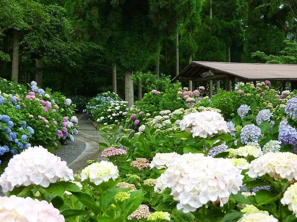 миксбордер с гортензией метельчатой. сад гортензий и роз. клумбы с крупнолистными гортензиями. сад гортензий и роз. сад гортензий и роз.