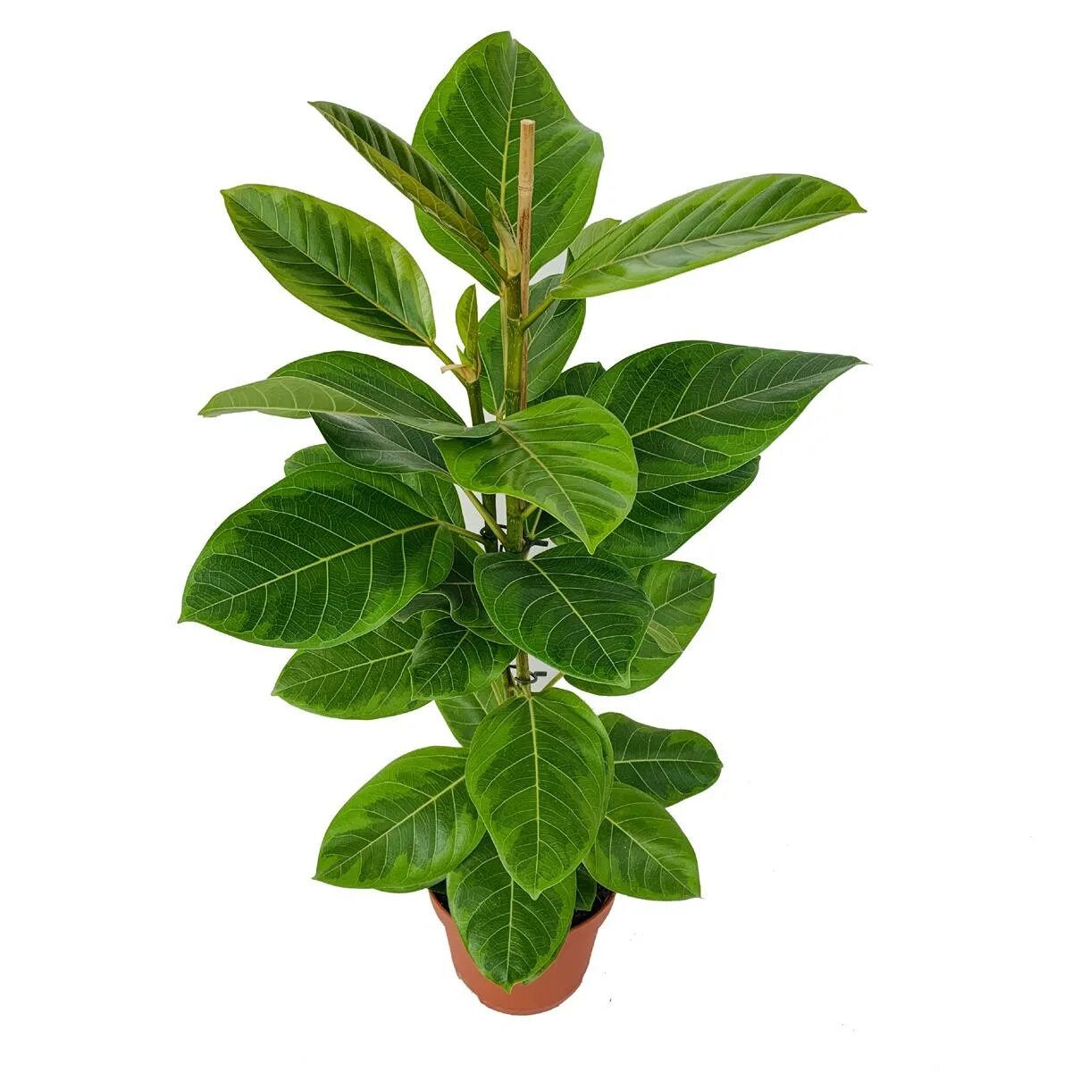 Фикус альтиссимо. Фикус альтиссимо. Фикус высочайший -ficus altissima. Фикус altissima. Фикус бенгальский тигр.