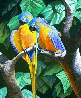 Macaws doors