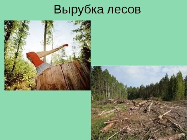 Охрана леса от вырубки. Вырубка лесов. Вырубка лесов для детей. Рубка леса. Причины вырубки лесов.