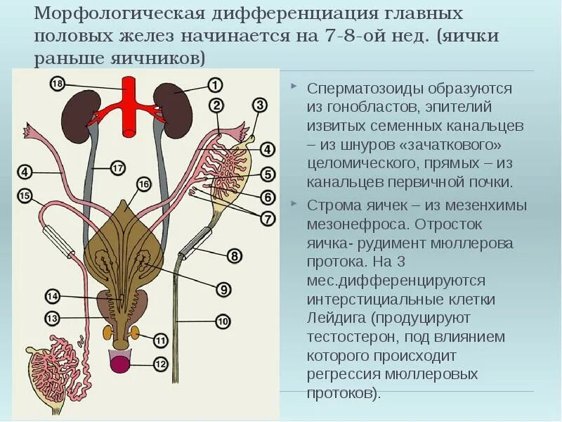 Какие органы составляют женскую половую систему