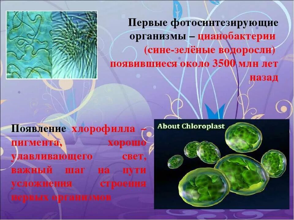 Эволюция одноклеточных водорослей. Пигменты цианобактерий хлорофилл. Одноклеточные сине зеленые водоросли. Цианобактерии сине-зеленые водоросли. Фотосинтезирующие клетки цианобактерий.