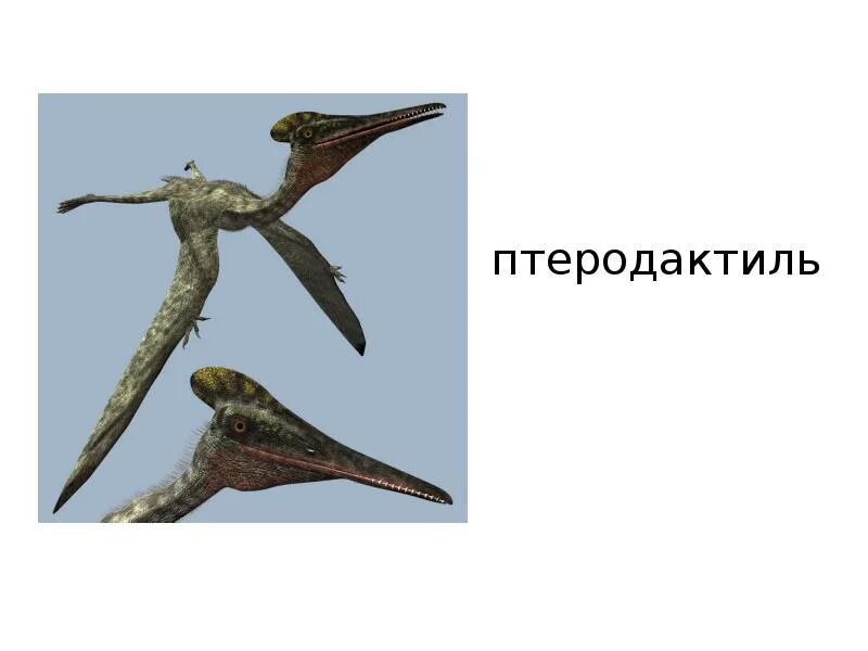 Птеродактиль класс. Птеродактили эра. проект про птеродактиля. птеродактиль фото. птеродактиль информация.