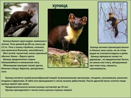 Соболь зверек сем куньих где обитает