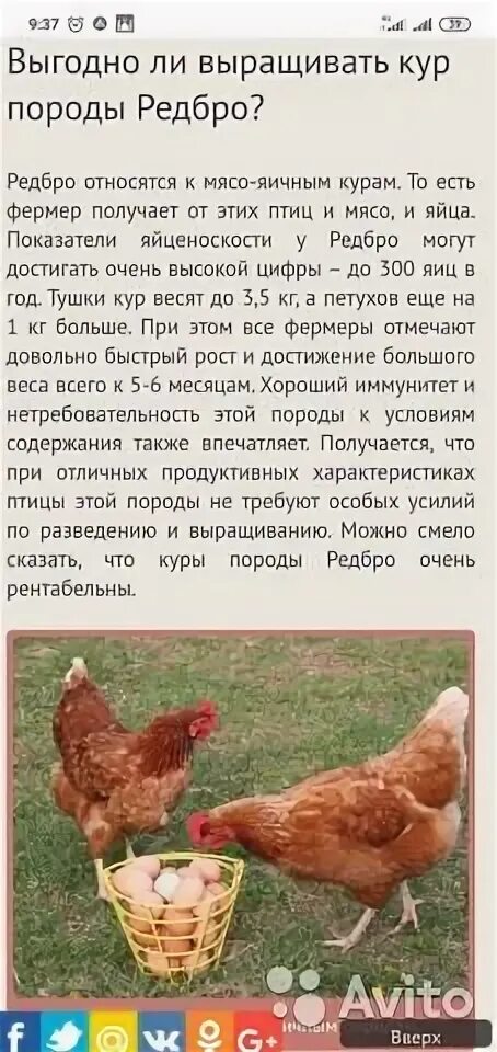 Описание породы кур Редбро с фото и видео