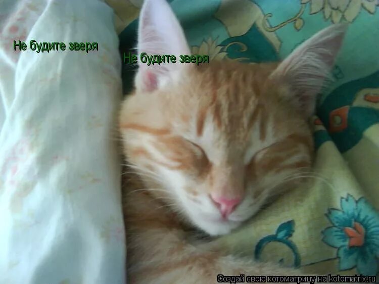 не будите спящего зверя. картинки хорошего отдыха после трудового дня. рыжий кот юмор. не будите меня. админ спит.