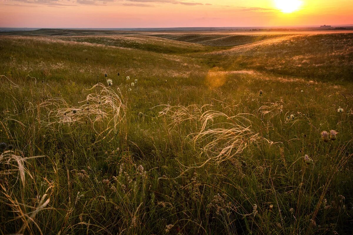 Ковыль стелется. Куликово поле ковыль. Гречишкин степь Ковыльная. Ковыльная степь Ефремов. Ковыль Ставропольский.