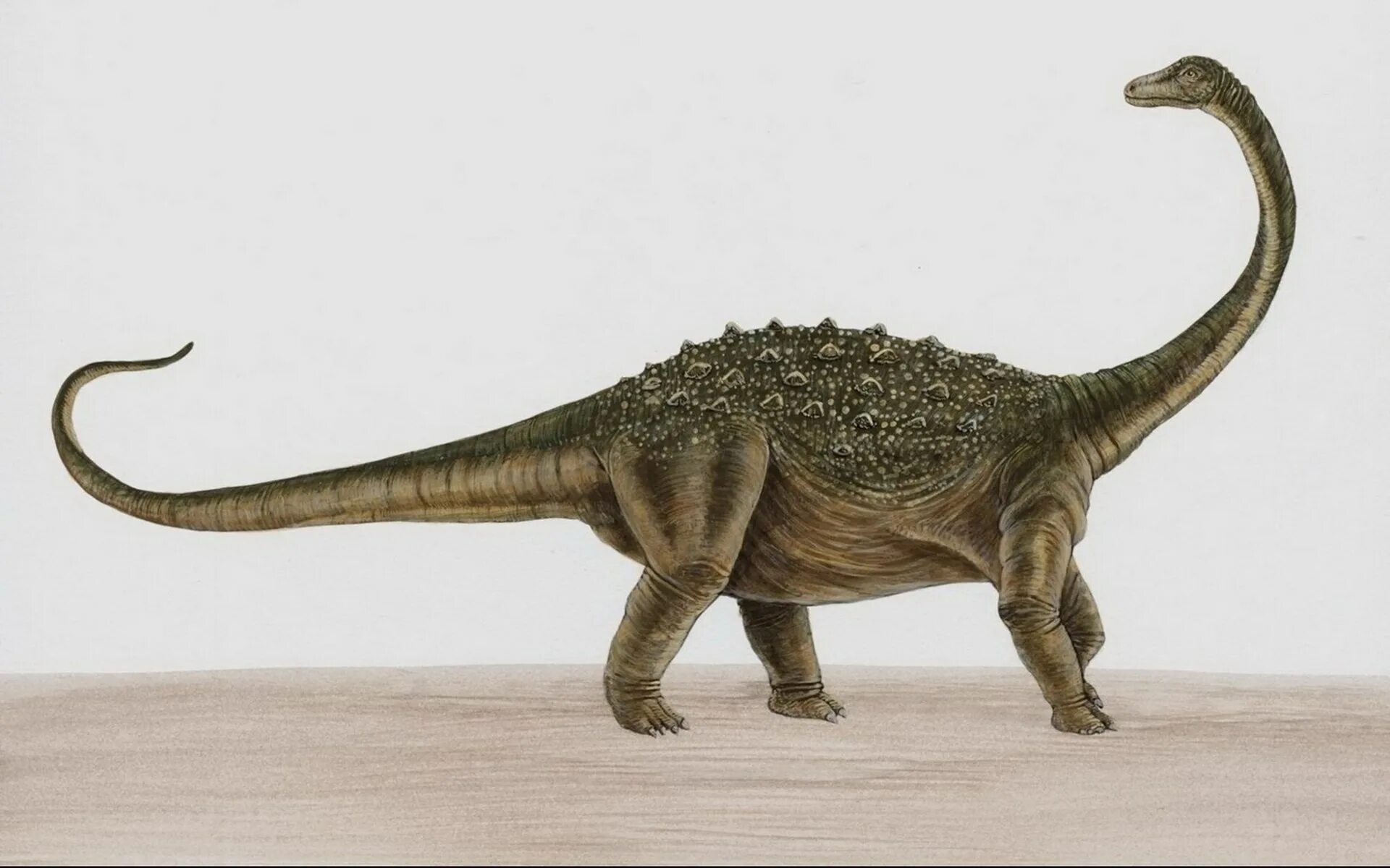Диплодок динозавр. Сальтазавр. Collecta динозавры Диплодок. Aegyptosaurus. Травоядные динозавры с шипами