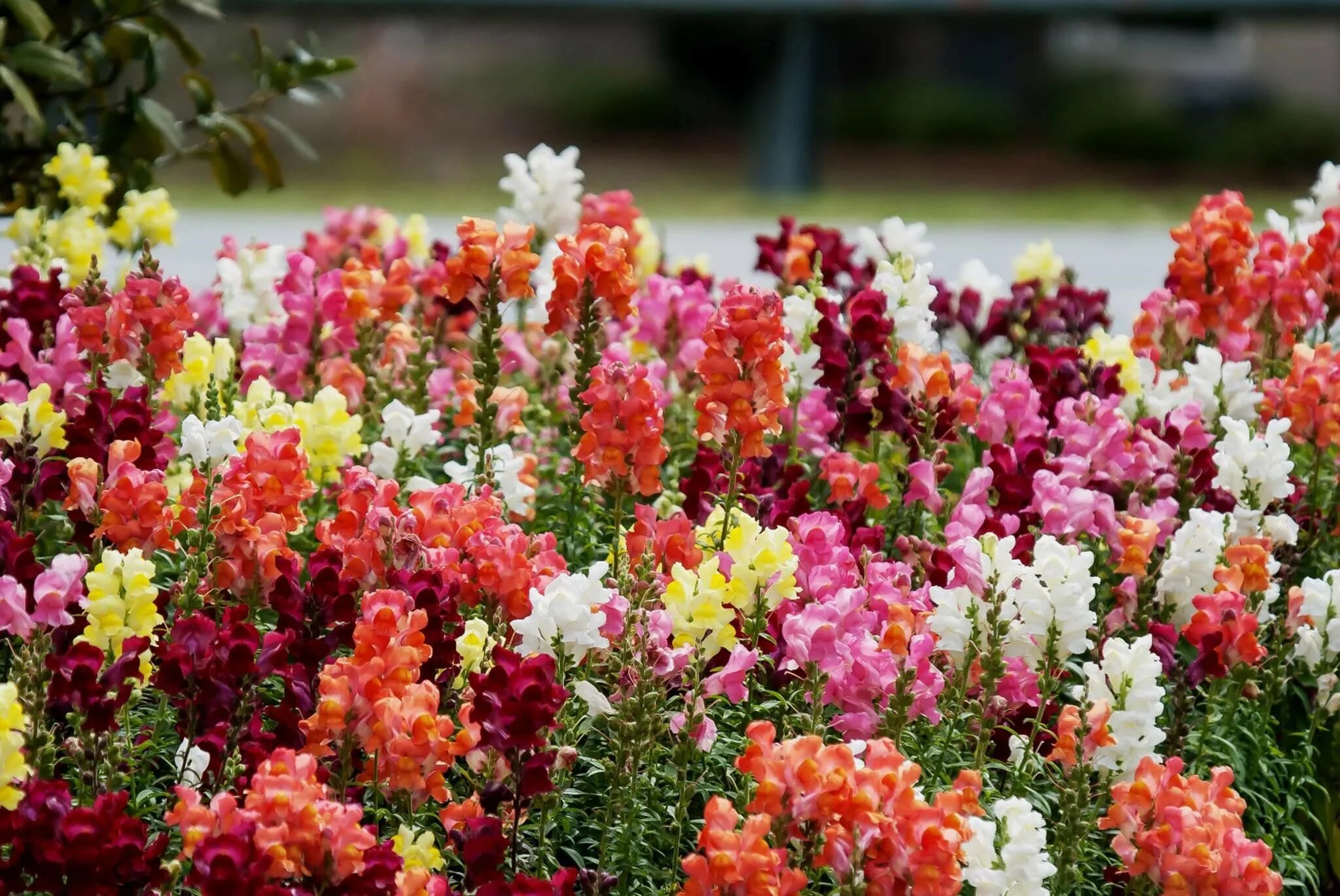 Цветок львиный зев выращивание. Антирринум львиный зев. Антирринум (Antirrhinum). Львиный зев цветы Антирринум. Антирринум (львиный зев) Твинни.