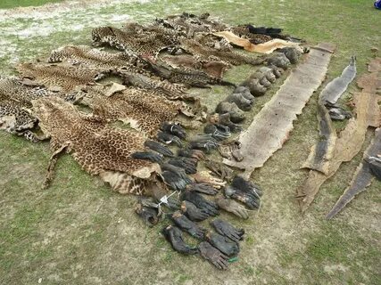 Destruction of wildlife