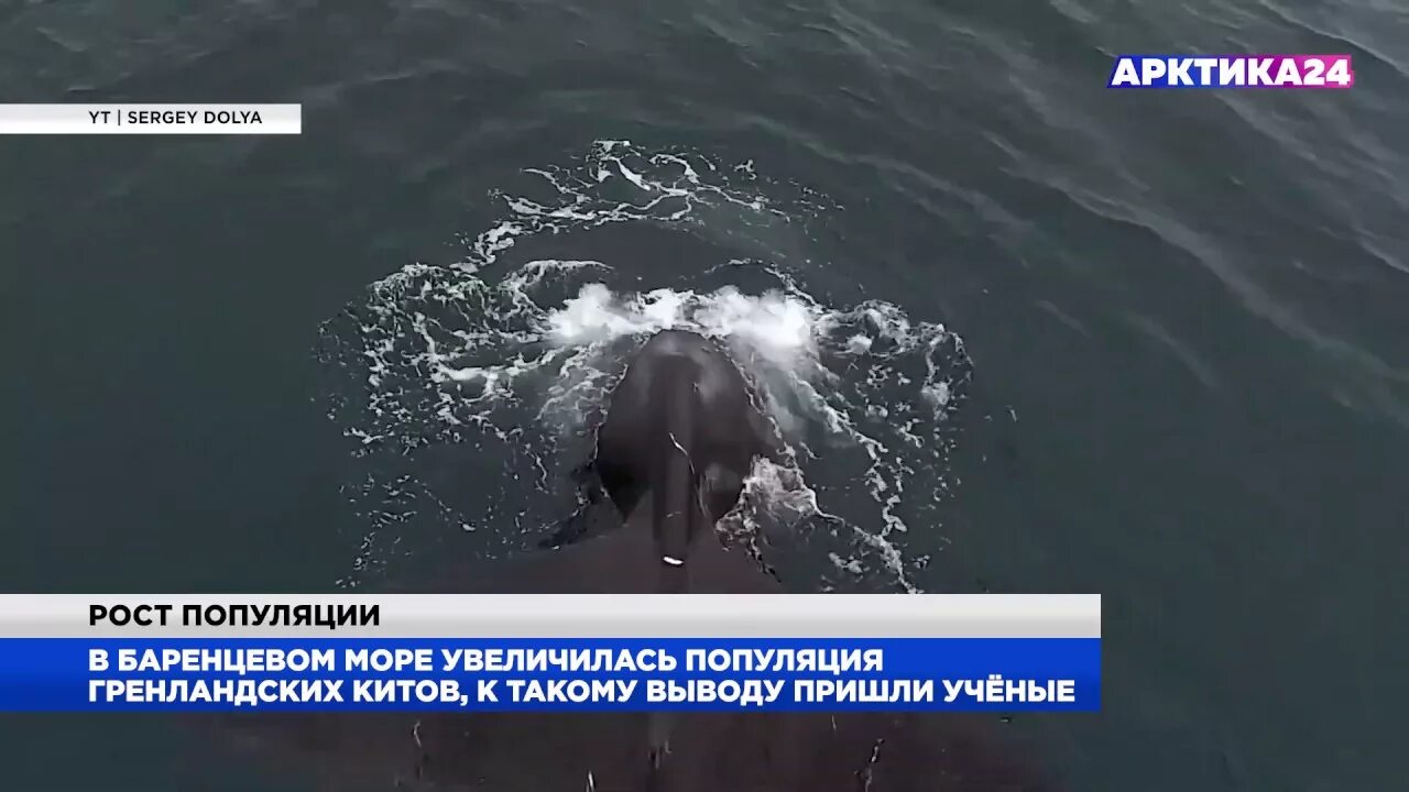 Спасение кита в баренцевом море. Горбатый кит баренцево море. киты в баренцевом море. китообразные баренцева моря. водятся ли киты в баренцевом море.