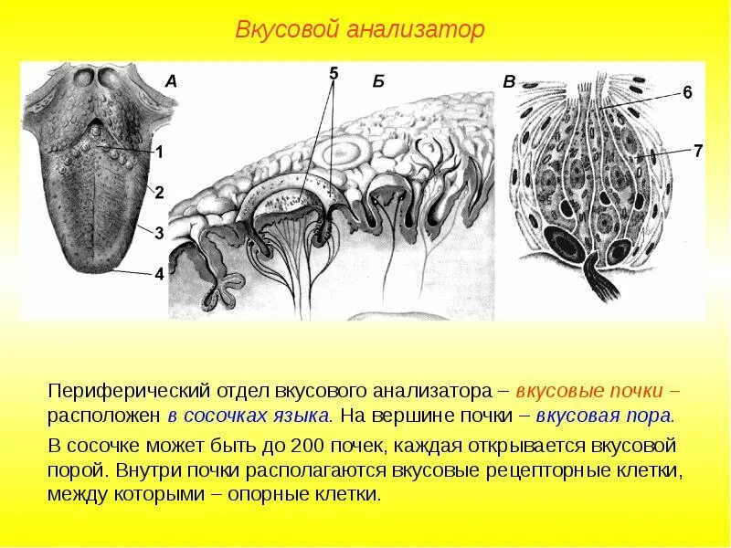 Какую функцию выполняет вкусовой анализатор. Строение периферического отдела вкусового анализатора. 54. вкусовой анализатор. строение и функции.. периферический отдел вкусового анализатора схема. вкусовой анализатор периферический отдел проводниковый центральная.