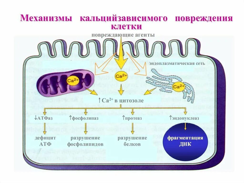 Кальциевый механизм повреждения клетки. Схема механизмы патологии клетки. Роль кальция в повреждении клетки. Механизмы кальций зависимого повреждения клетки.