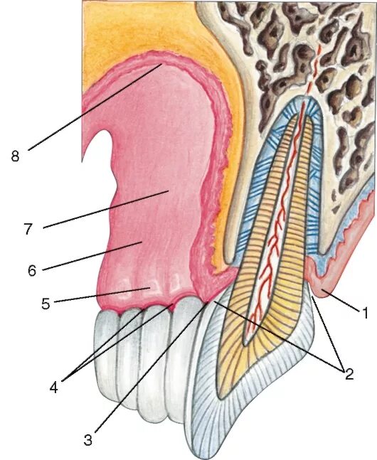 Надкостница челюсти анатомия. Надкостница зуба Десна строение. Десневая борозда анатомия. Альвеолярная десна