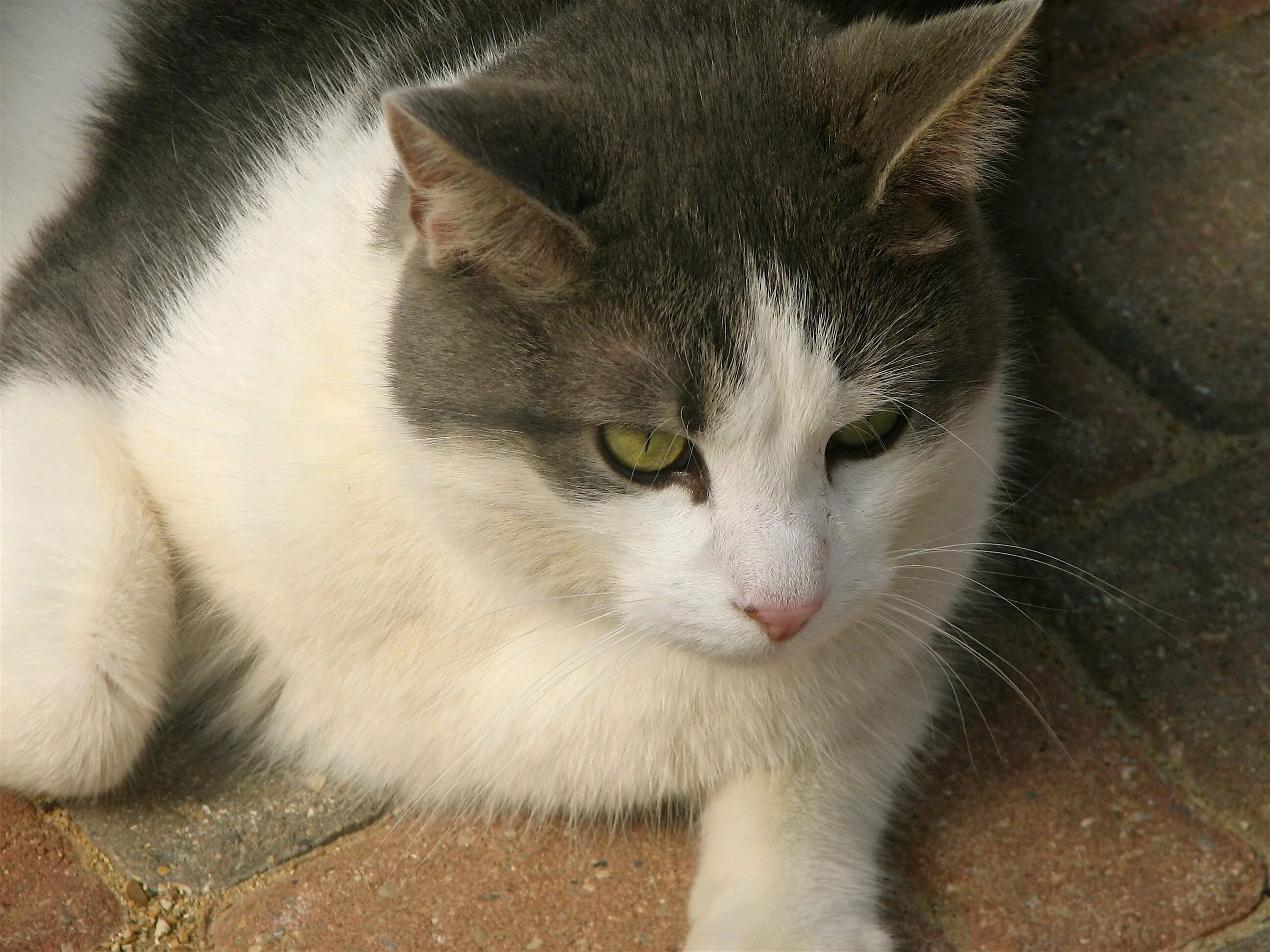 Кошки бело серого окраса. Серый биколор европейская кошка. Короткошерстная европейская кошка биколор. Сибирская кошка биколор серая. Серо белый кот.