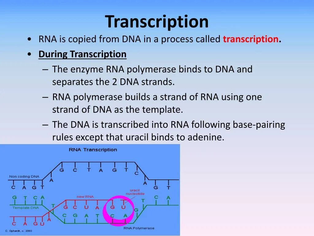 Called транскрипция. RNA Transcription. Transcription DNA RNA. Транскрипция РНК. Transcription presentation.